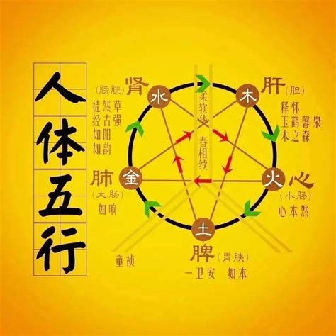 什么克木|郭极中：解析五行（木、火、土、金、水）相克的理论。